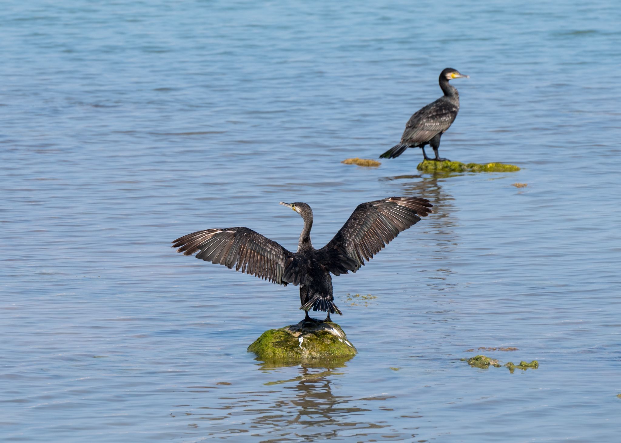 Kormoran 2