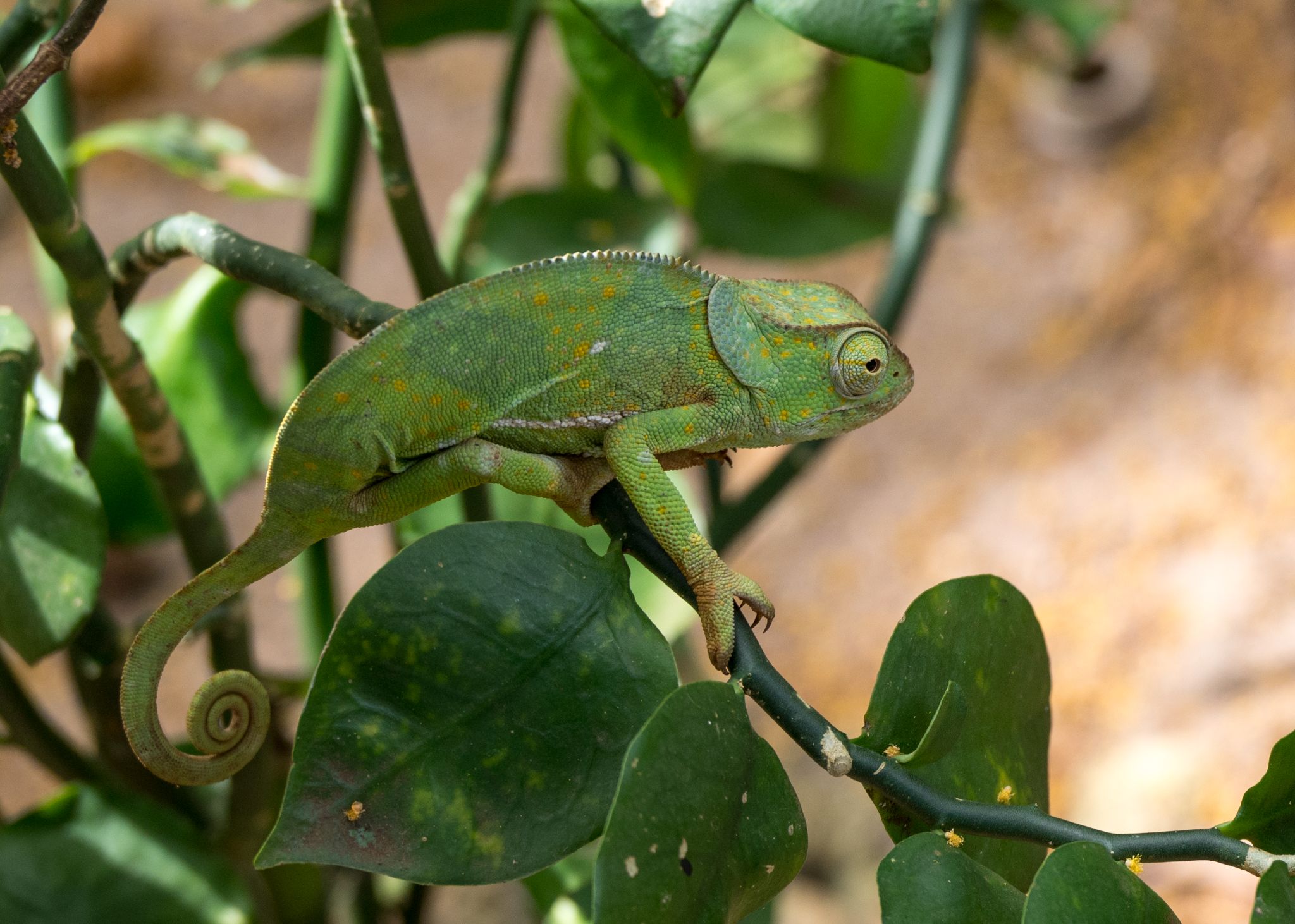 Lappenchamäleon Flap necked chameleon 2  (Chamaeleo dilepis)