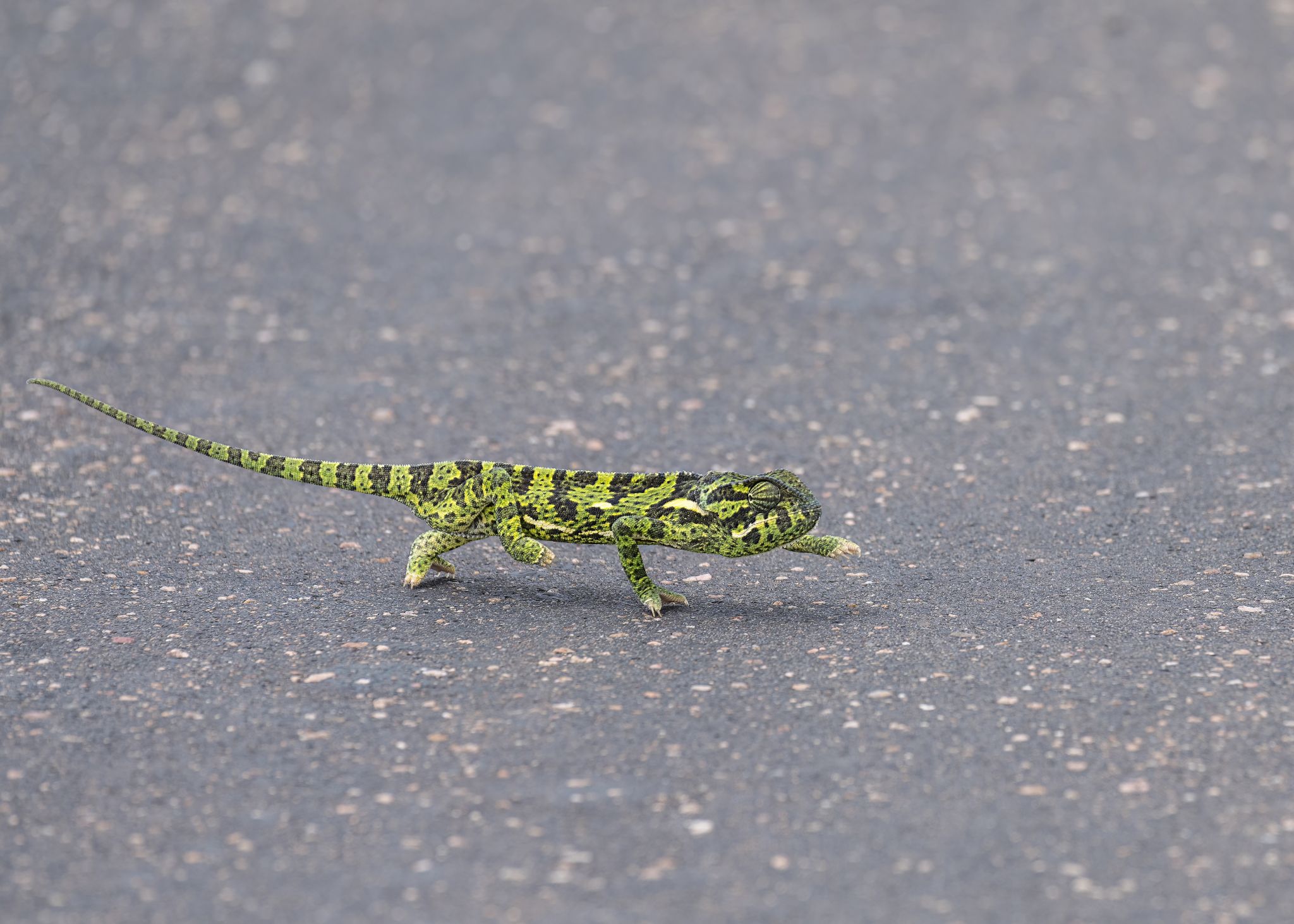 Lappenchamäleon Flap necked chameleon 4 (Chamaeleo dilepis) 1
