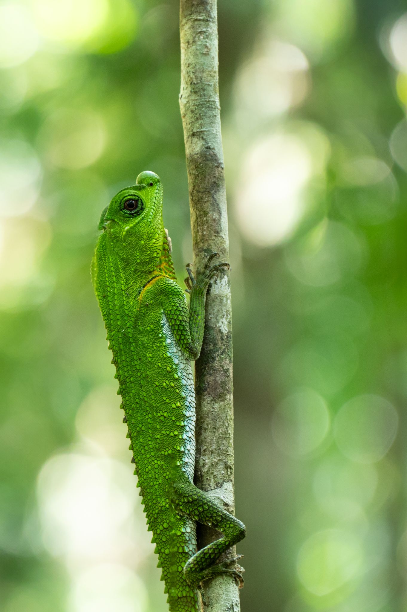 Lyrakopf Agame Hump nosed Lizard