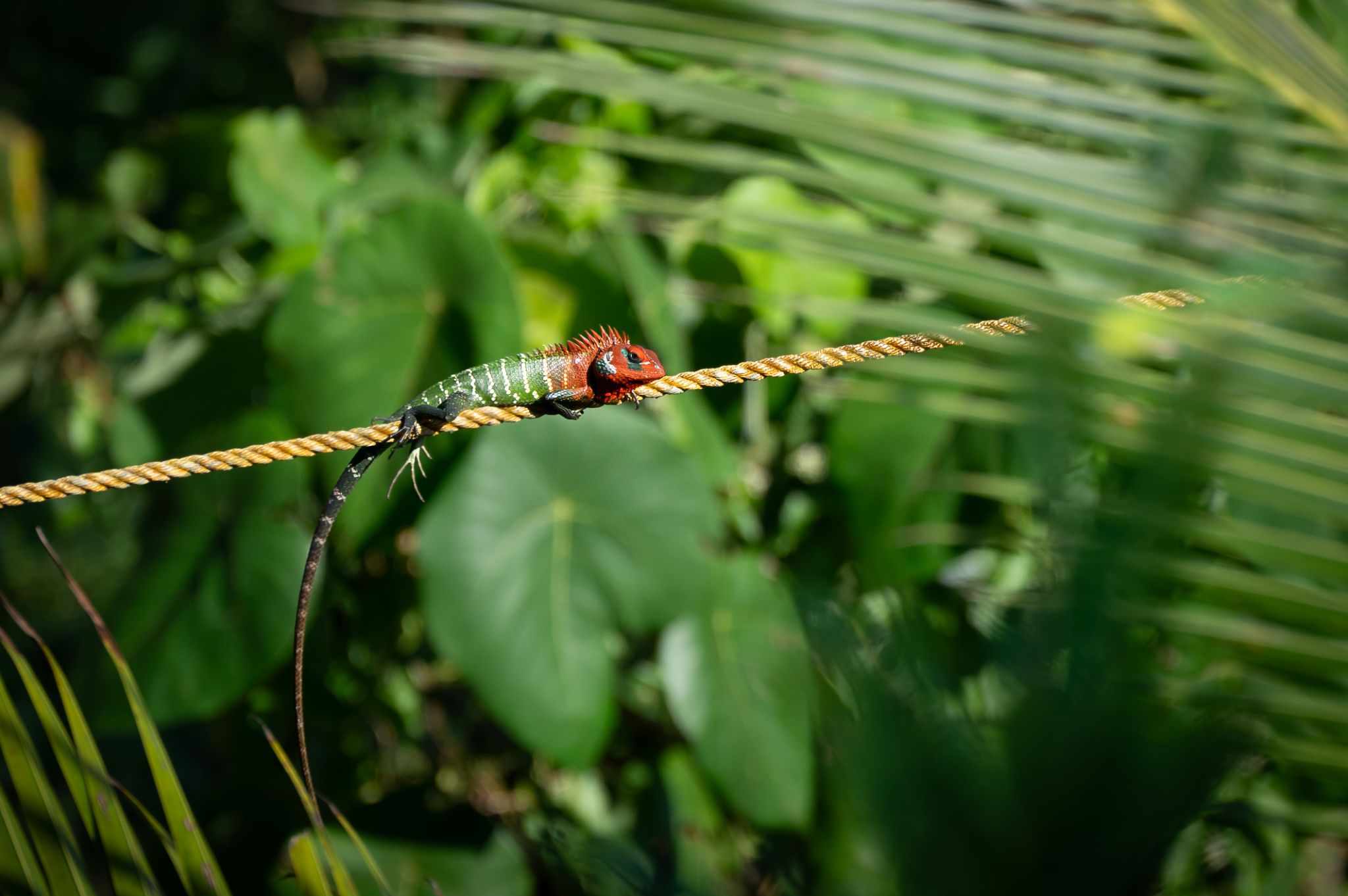 Löwenkopf Agame Green Forrest Lizard