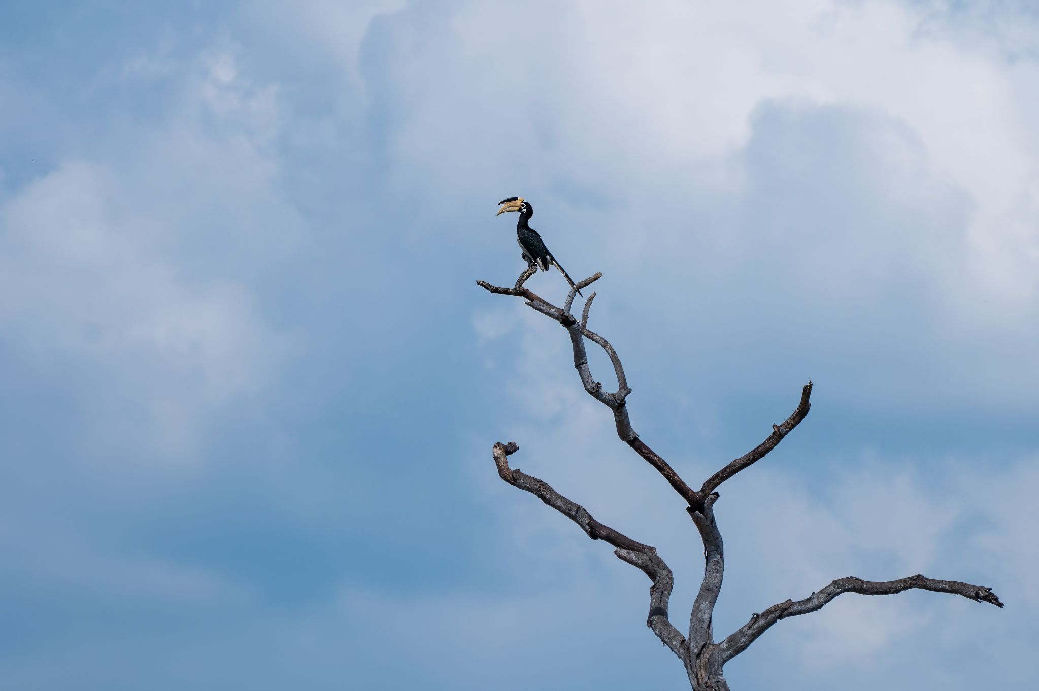 Malabar Malabar Hornbill Pield Hornbill (Anthracoceros coronatus