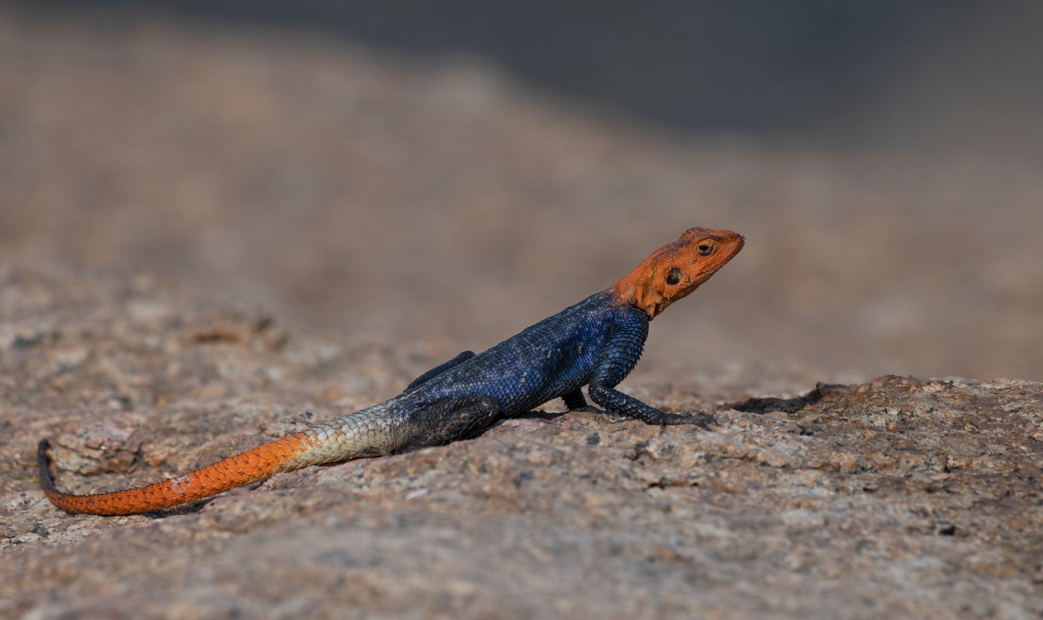 Namibische Felsen Agame, Männchen Agama Planiceps