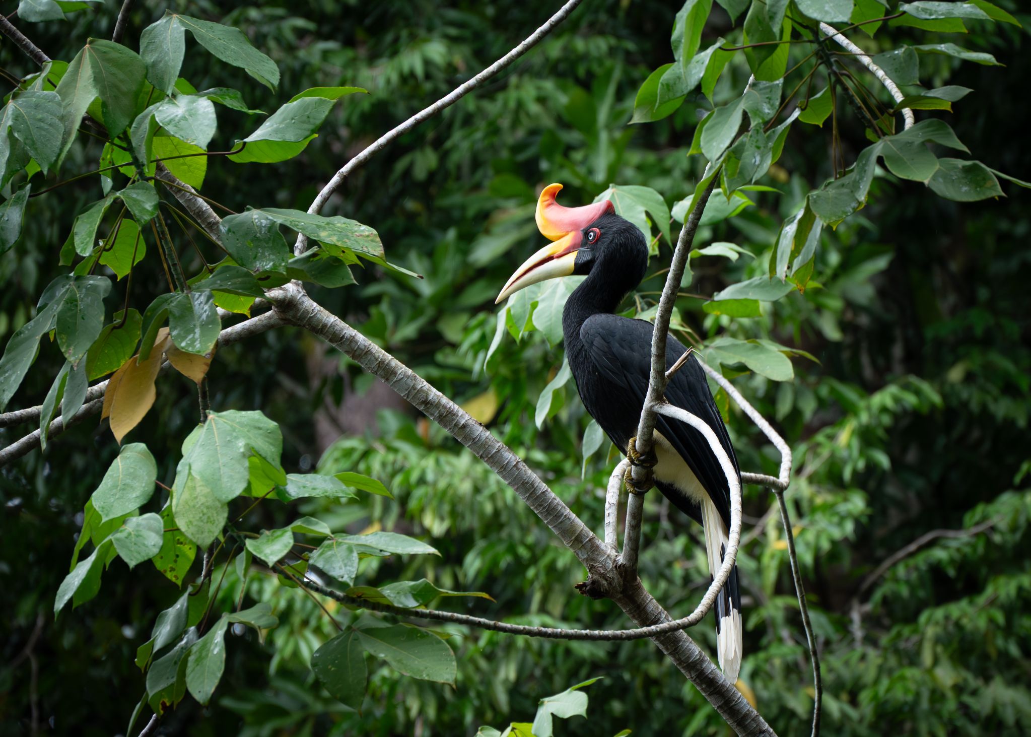 Nashornvogel Rhino Hornbill (Buceros rhinoceros)