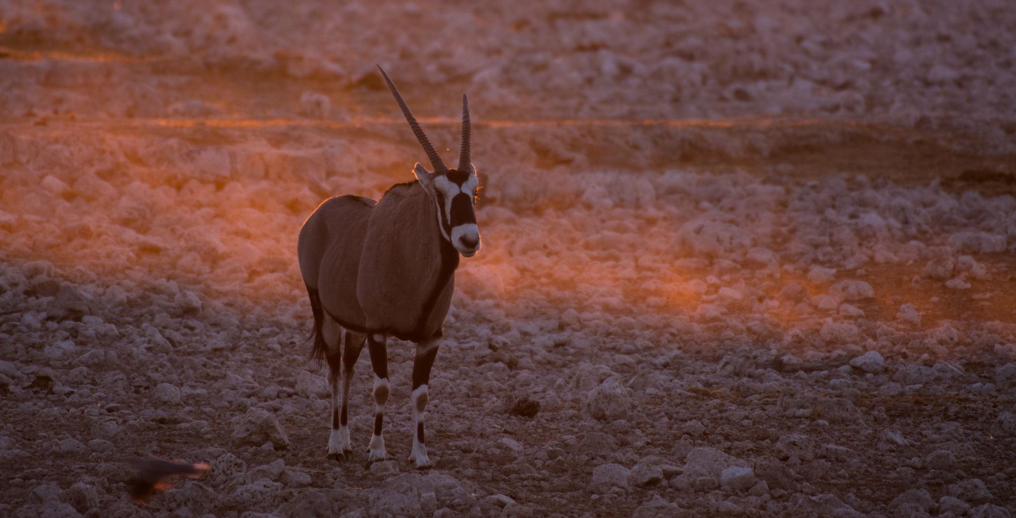 Oryx Antilope