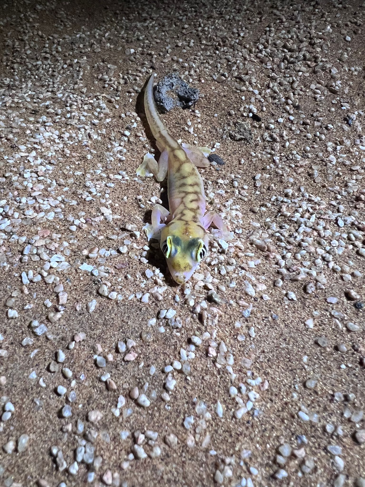 Palmato gecko lizzard