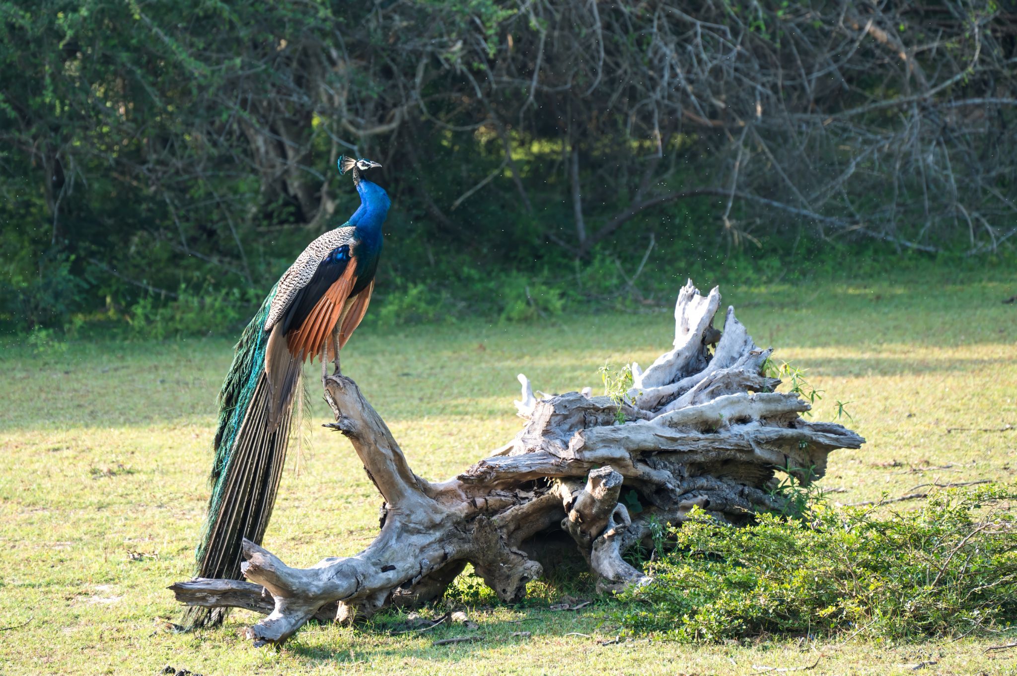 Pfau Peacock