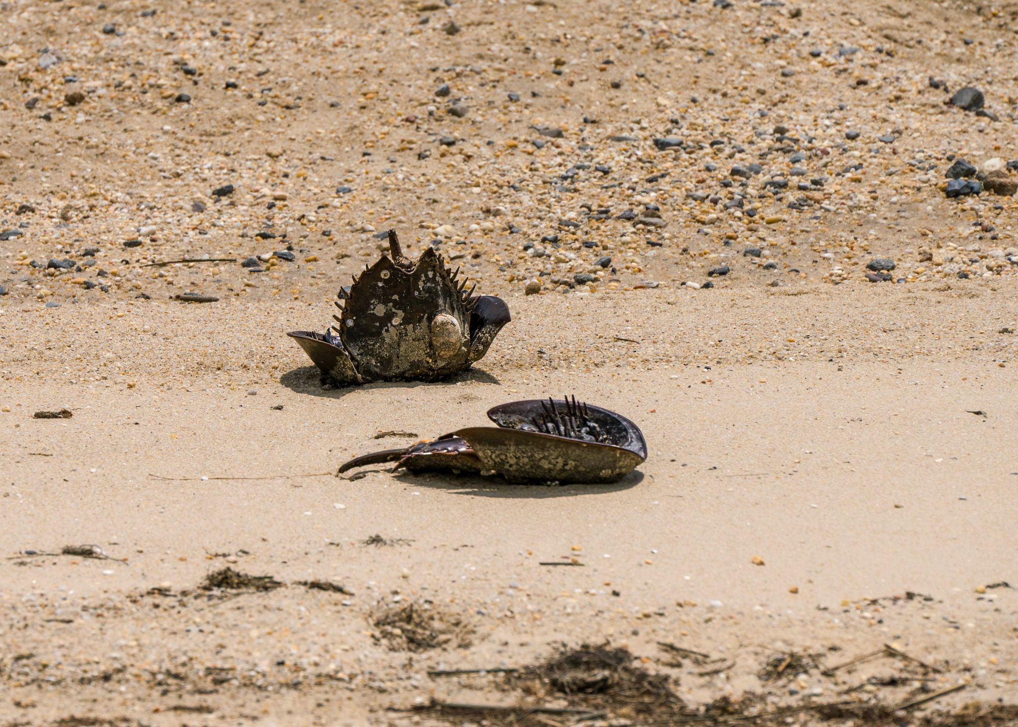 Pfeilschwanzkrebs Horsehoecrab