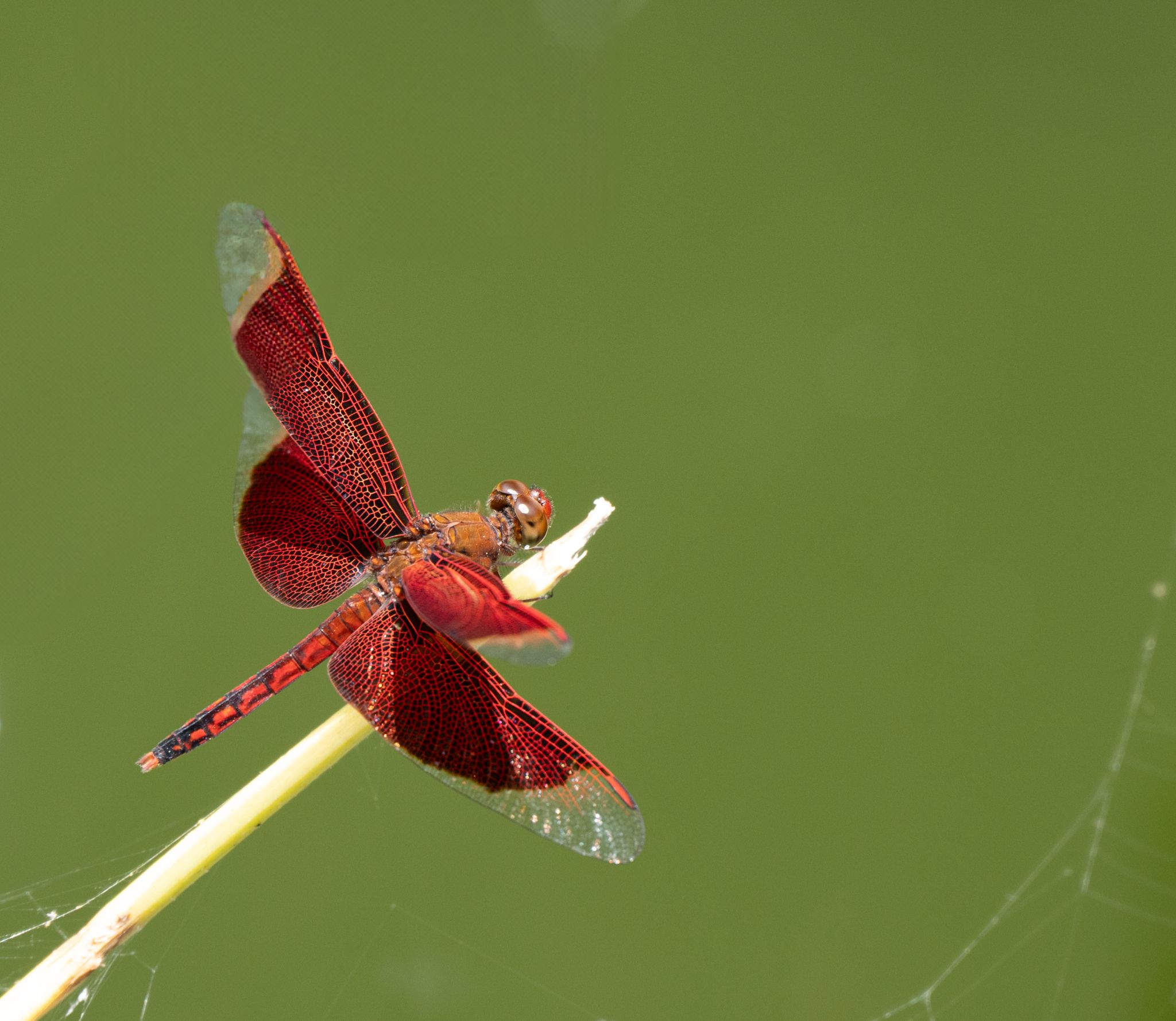 Rote Federlibelle Neurothemis terminata