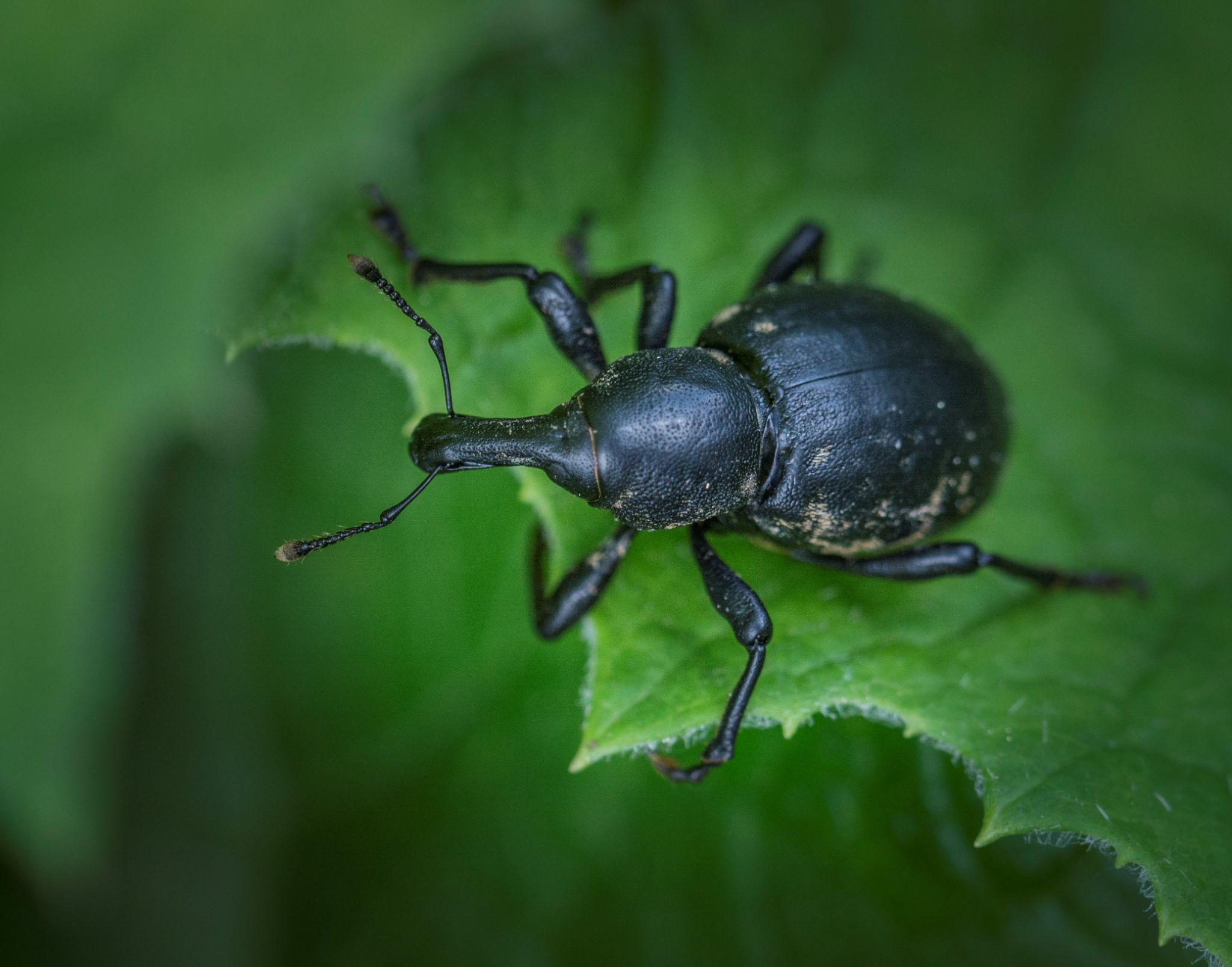 Rüsselkäfer Weevil Curculionidae