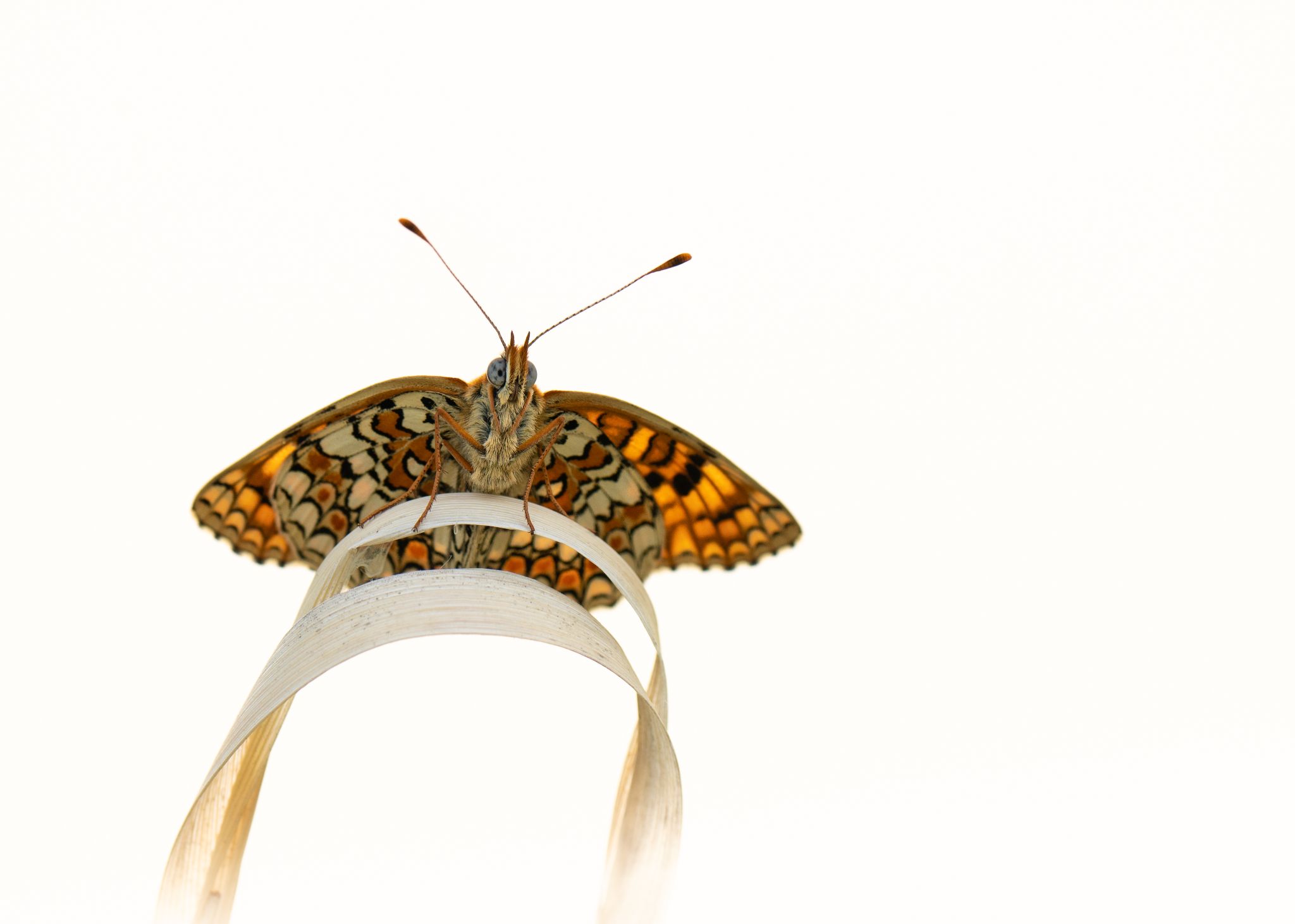 Scheckenfalter (Melitaeini)