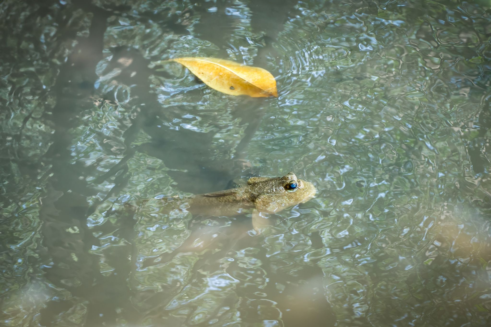 Schlammspringer Mudskippers (Periophthalmus) 1