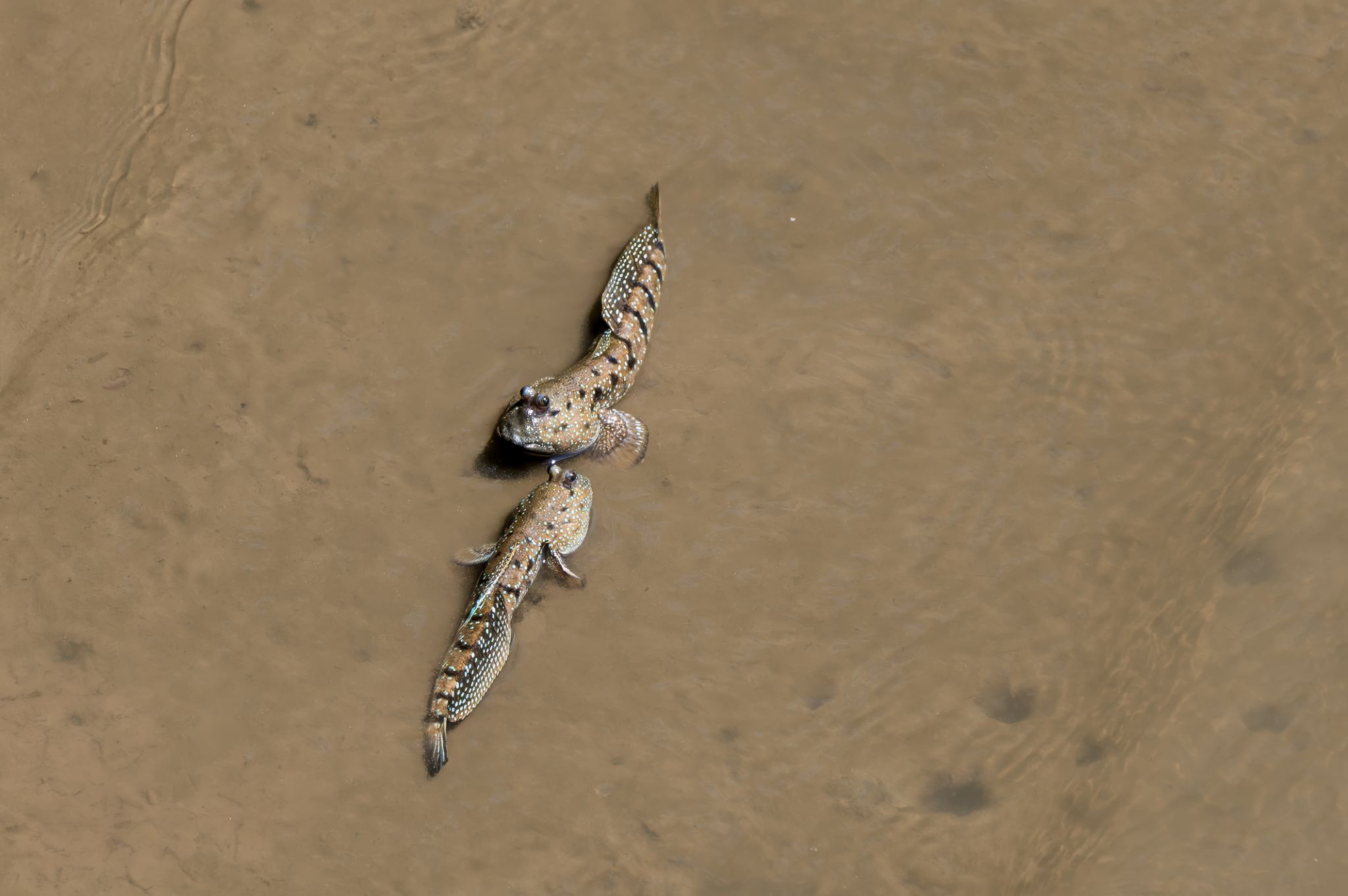 Schlammspringer Mudskippers (Periophthalmus) 2