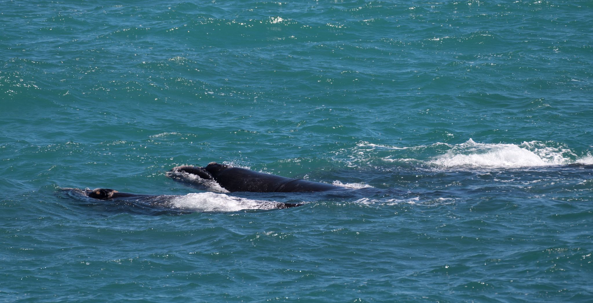 Southern right whale
