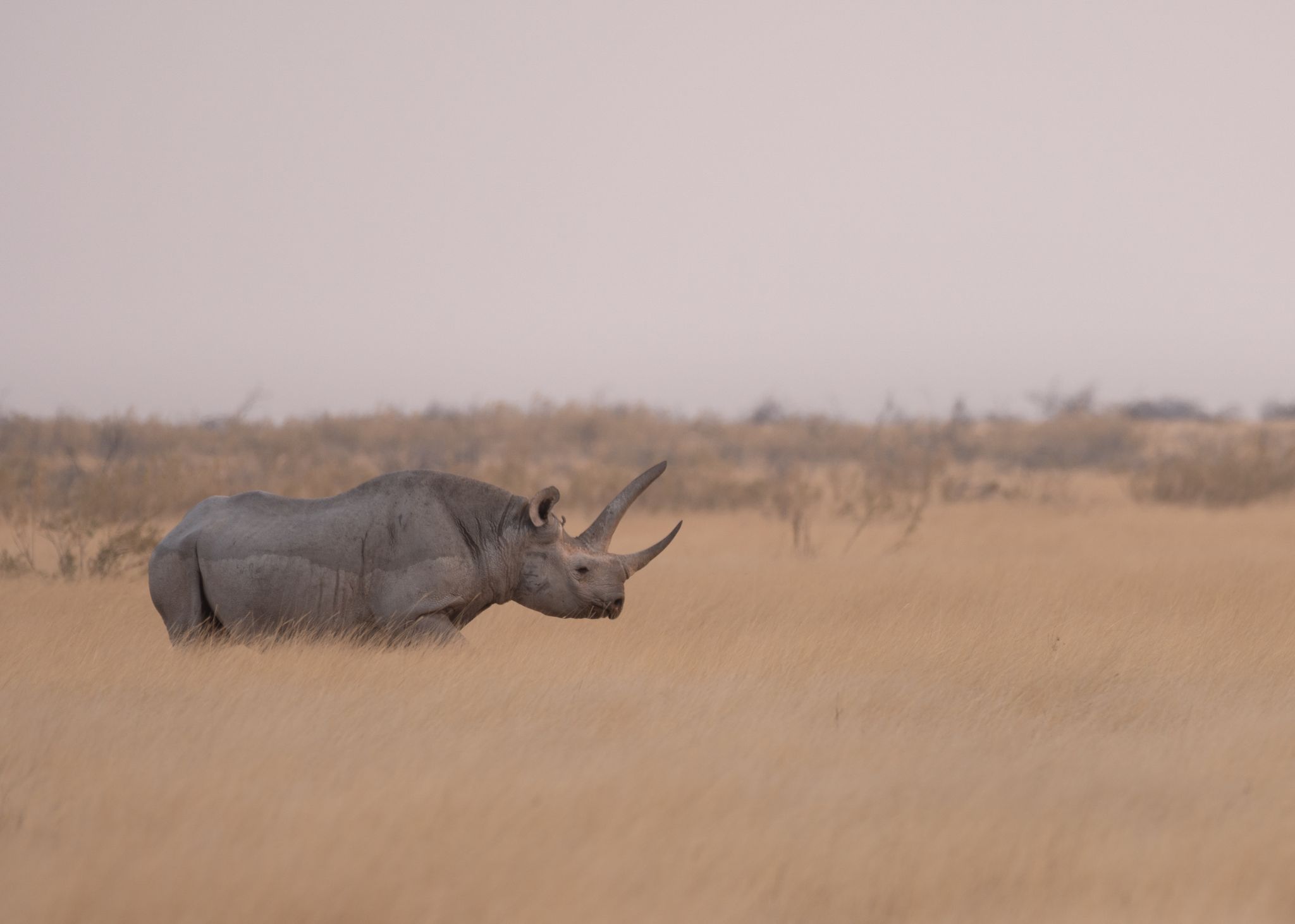 Spitzmaul Nashorn Black Rhino (Diceros bicornis) 1