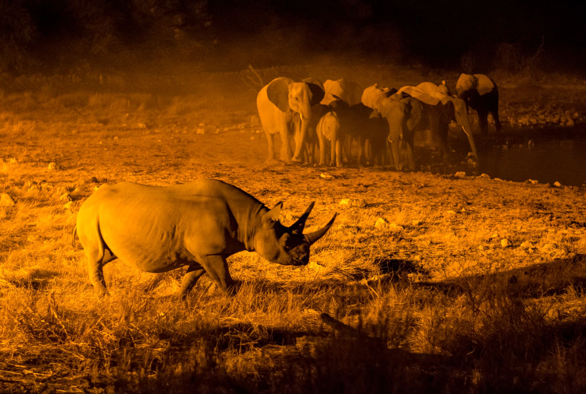 Spitzmaulnashorn Elefanten