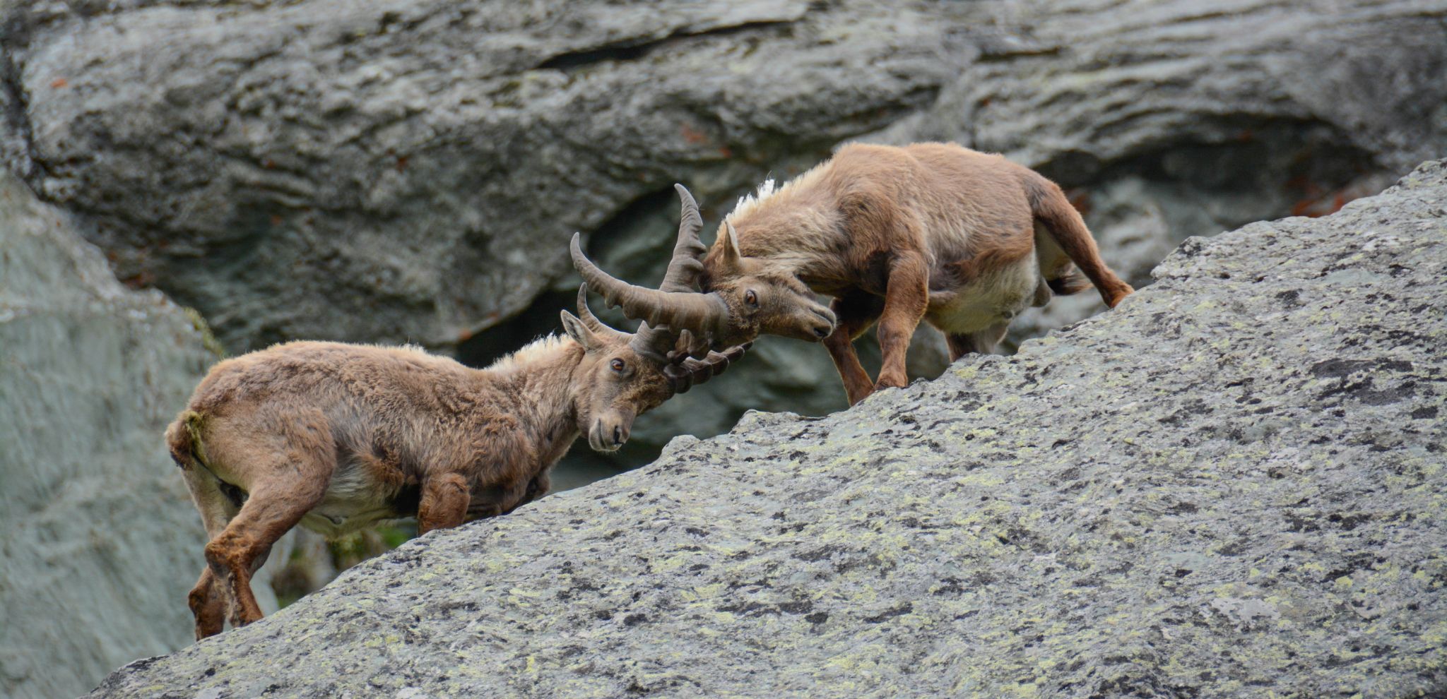 Steinböcke Ibex (Capra ibex)