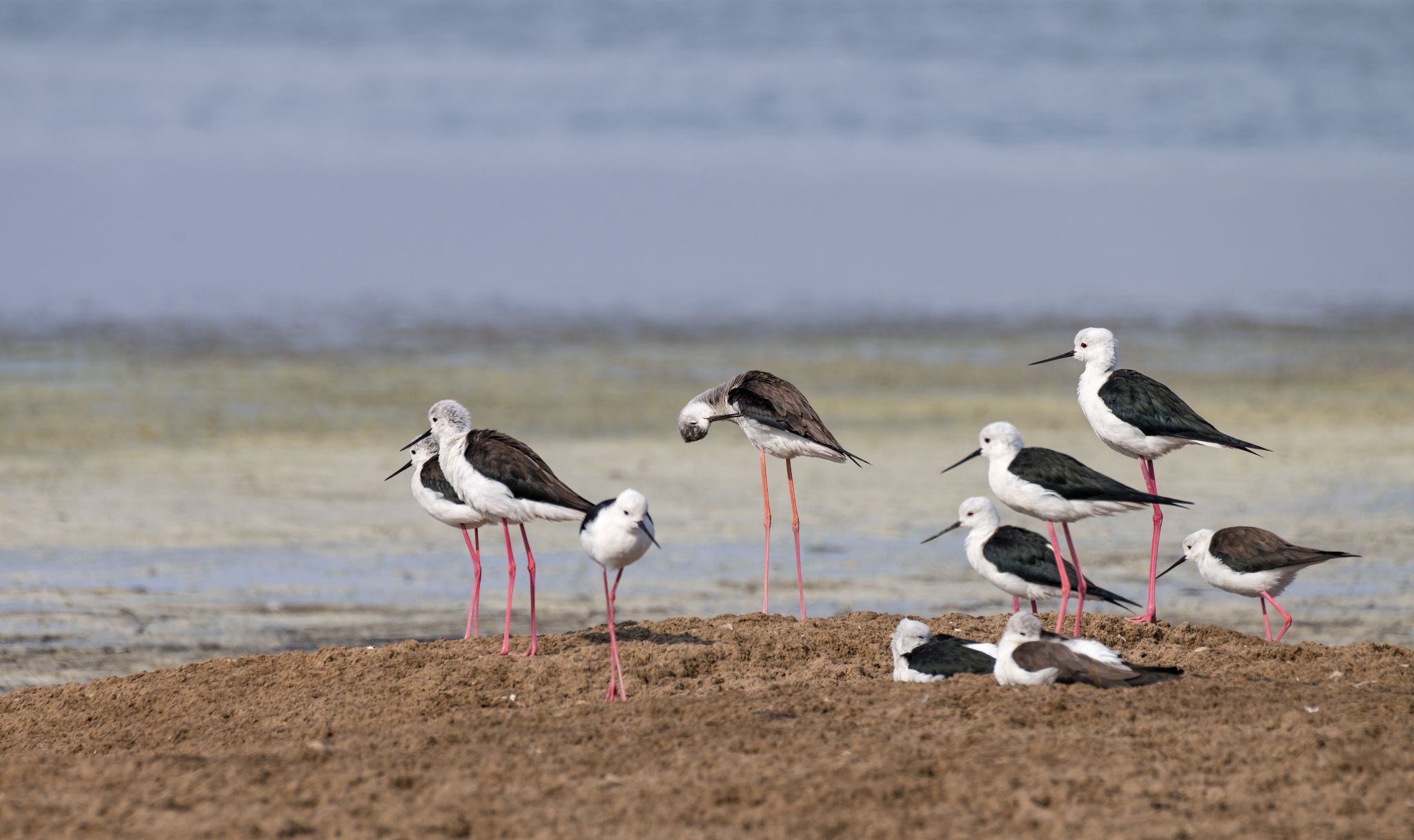 Stelzenläufer Namibia
