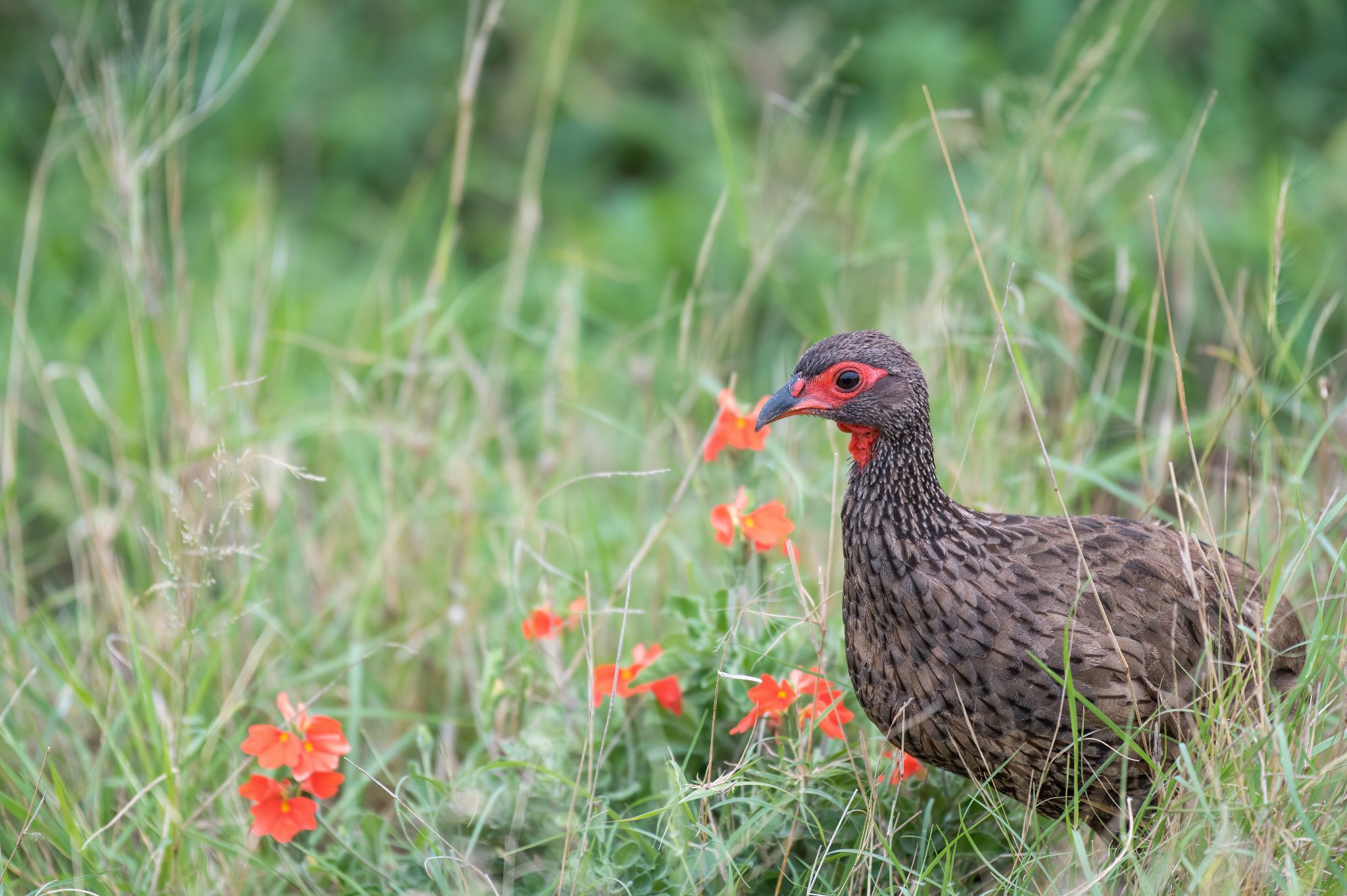 Swainsons Spurfowl