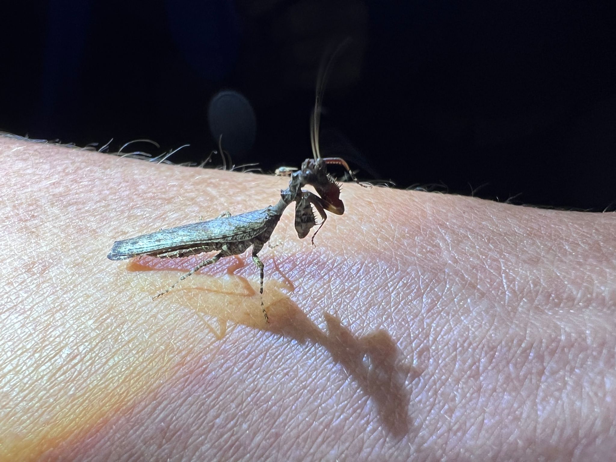 Twig Praying Mantis Namibia