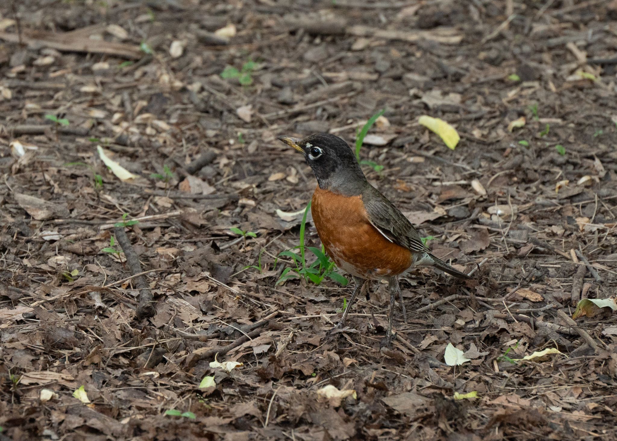 Wanderdrossel Turdus migratorius