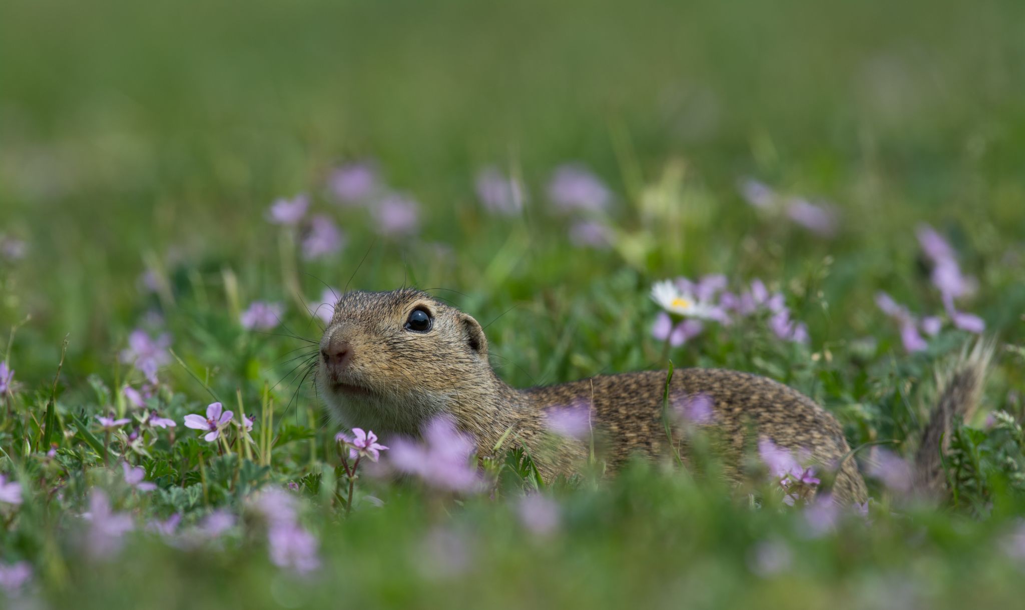 Ziesel Ground squirrel (Spermophilus)